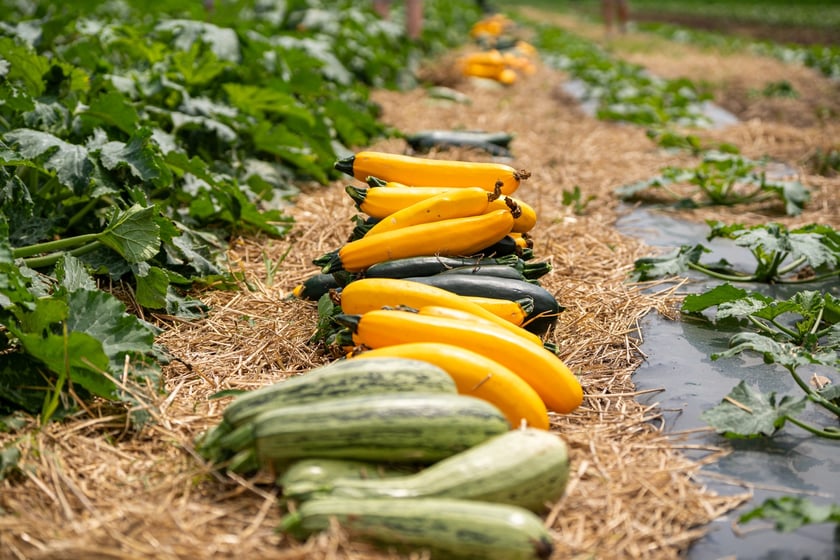 Miejska Farma Wrocławia